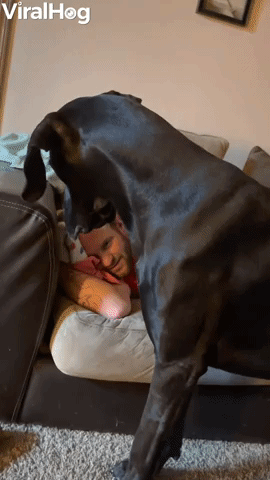 Snoring Technique Keeps Nosy Great Dane At Bay