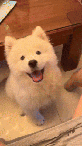 cuteanimalland giphyupload GIF