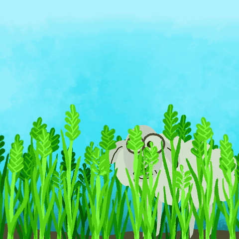 Sheri42 giphyupload sheep field wheat GIF