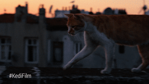 youtube red cat GIF by YouTube Originals