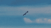 A10 GIF