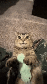 Cat Dance Turn Signal GIF