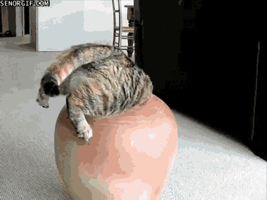 cat pots GIF by Cheezburger