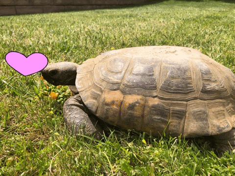 CockrillandAssociates cockrill tortoise love love my shell love turtle GIF