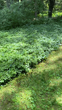 GIF by namslam