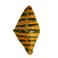 Pistachio Croissant Sticker by CoffeeLab