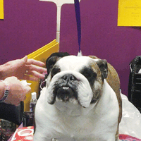dog GIF by Westminster Kennel Club