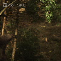 Hungry Out Of Reach GIF by Nature on PBS