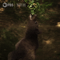 Hungry Out Of Reach GIF by Nature on PBS