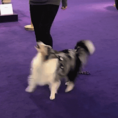 Dog GIF by Westminster Kennel Club