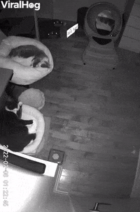 Fluffy Bed Flips Over On Stretching Kitty GIF by ViralHog