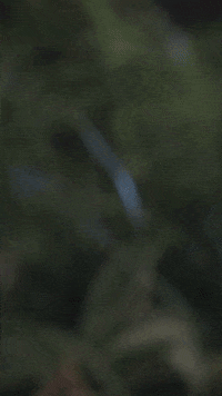 Halloween Surprise GIF by Schleich Inc.