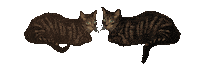 Cats Judging Sticker