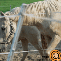 Food Reaction GIF by SWR Kindernetz