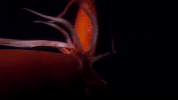 symphony for our world GIF by Nat Geo Wild 
