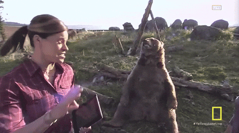 yellowstone GIF by National Geographic Channel