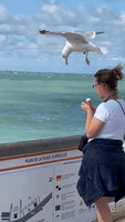 Seagull Swipes Snack From Unsuspecting Sightseer