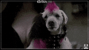 elvira mistress of the dark smile GIF by Arrow Video