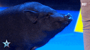 got talent show GIF by Italia's Got Talent