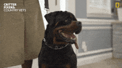 National Geographic Dog GIF by Nat Geo Wild