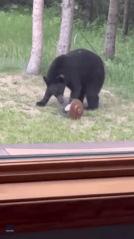 Hungry Bear Does Victory Dance