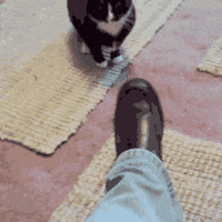 cat fashion GIF