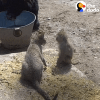Cat Pet GIF by The Dodo
