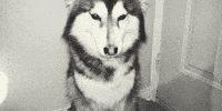high five black and white GIF