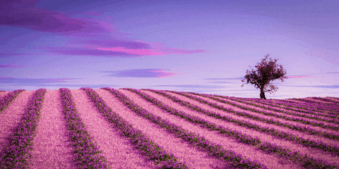 melissamabe giphygifmaker giphyattribution GIF
