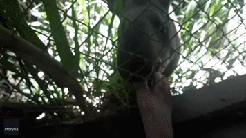 Rescued Tapir Surprises Wildlife Refuge Visitor by Nibbling Her Toes