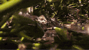 swamp people teeth GIF