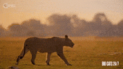 Season 2 Walking GIF by PBS