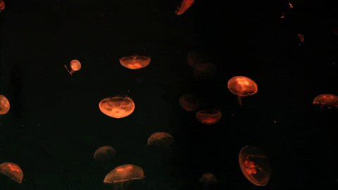jelly fish travel GIF by visitorlando