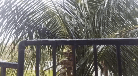 danielguimond arteduro GIF