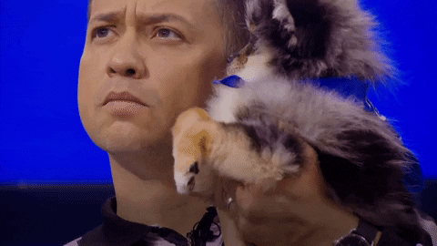 Animal Planet GIF by Puppy Bowl