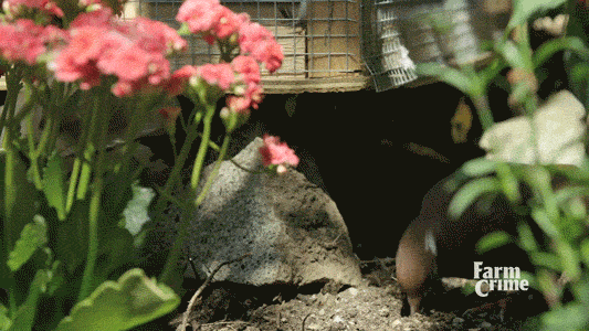 bird walk GIF by CBC