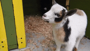 'Quite Vocal' Kid Goats Settle in at Washington's Point Defiance Zoo
