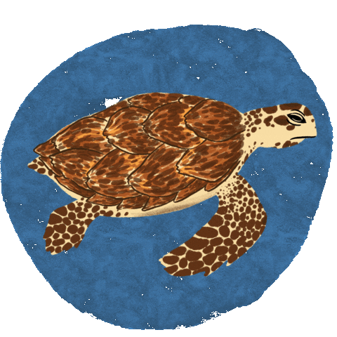 OliveRidleyProject turtle sea turtle orp olive ridley project Sticker