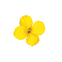 proteinol saludable canola vitalidad canolavita Sticker