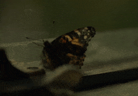 Butterfly GIF by Pardyalone