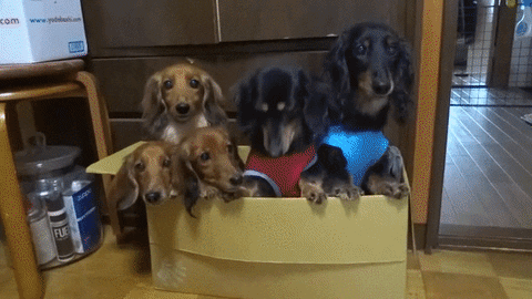 dogs family GIF
