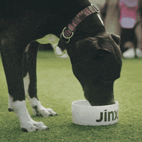 Dog Food GIF by Jinx
