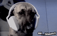 Bisteca GIF