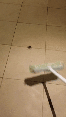 animated GIF. Person smashes spider with broom, and hundreds of small spiders scatter from its corpse.