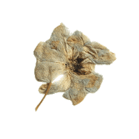 Flower Osn Sticker by Our Second Nature