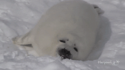 eating GIF