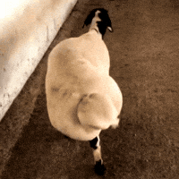 Big Booty GIF