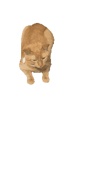 Cat Tabby Sticker by ccvnola