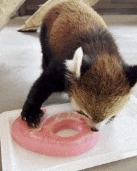Red Panda Birthday GIF by Valley Zoo Development Society
