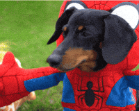 Dog Halloween Costume GIF by Crusoe